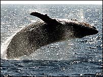 SAVE THE WHALE